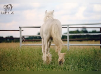 Gypsy Horse, Stallion, 1 year, 14,2 hh, Cremello