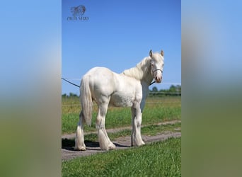 Gypsy Horse, Stallion, 1 year, 14,2 hh, Cremello