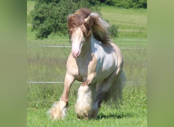 Gypsy Horse, Stallion, 1 year, 14,2 hh, Pinto
