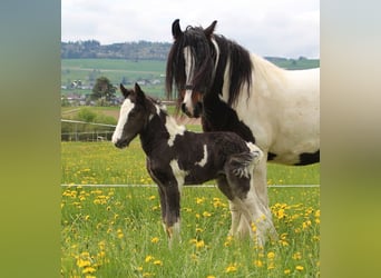 Gypsy Horse, Stallion, 1 year, 14,2 hh, Pinto