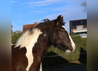 Gypsy Horse, Stallion, 1 year, 14,2 hh, Pinto