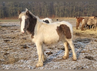 Gypsy Horse, Stallion, 1 year, 14,2 hh, Tobiano-all-colors