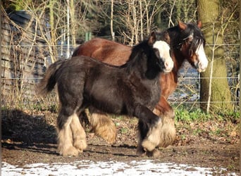Gypsy Horse, Stallion, 1 year, 15.1 hh, Black