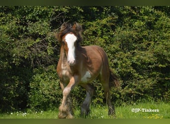 Gypsy Horse, Stallion, 1 year, 15,1 hh, Brown