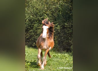 Gypsy Horse, Stallion, 1 year, 15,1 hh, Brown