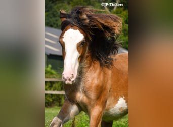 Gypsy Horse, Stallion, 1 year, 15,1 hh, Brown