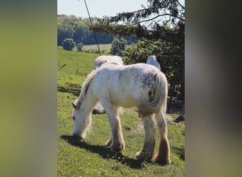 Gypsy Horse, Stallion, 1 year, 15.1 hh, Sabino