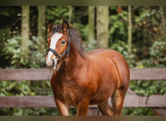 Gypsy Horse, Stallion, 1 year, 15,2 hh, Brown