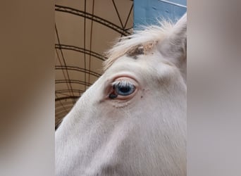 Gypsy Horse, Stallion, 1 year, 15,2 hh, Sabino