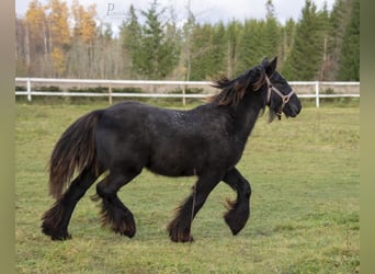 Gypsy Horse, Stallion, 1 year, 15 hh, Grey