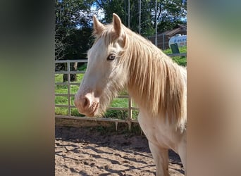 Gypsy Horse, Stallion, 1 year, 15 hh, Sabino