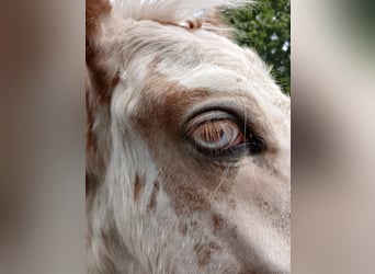 Gypsy Horse, Stallion, 1 year, 15 hh, Sabino