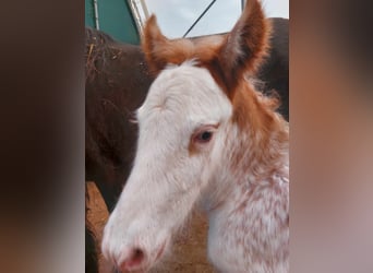 Gypsy Horse, Stallion, 1 year, 15 hh, Sabino