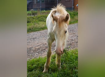 Gypsy Horse, Stallion, 1 year, 15 hh, Sabino