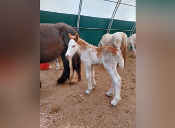 Gypsy Horse, Stallion, 1 year, 15 hh, Sabino