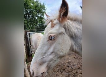 Gypsy Horse, Stallion, 1 year, 15 hh, Sabino