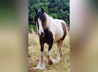 Gypsy Horse, Stallion, 1 year, 15,1 hh, Pinto