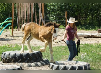 Gypsy Horse, Stallion, 1 year, Bay
