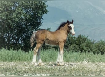 Gypsy Horse, Stallion, 1 year, Bay