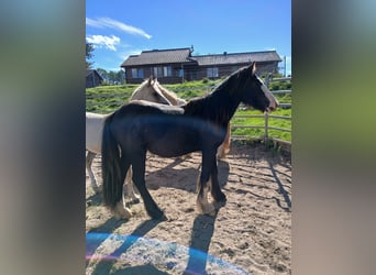 Gypsy Horse, Stallion, 1 year, Black