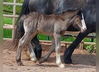 Gypsy Horse, Stallion, 1 year, Black