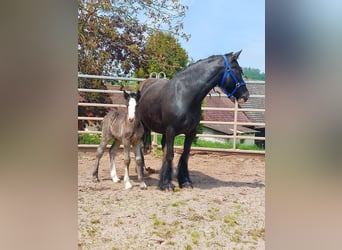 Gypsy Horse, Stallion, 1 year, Black