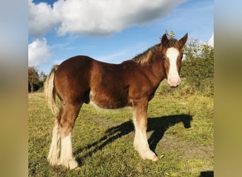 Gypsy Horse, Stallion, 1 year, Brown
