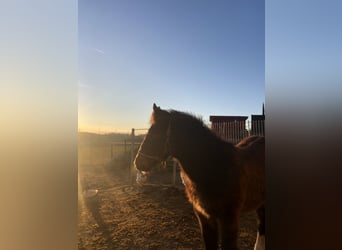 Gypsy Horse Mix, Stallion, 1 year, Brown