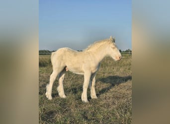 Gypsy Horse, Stallion, 1 year, Cremello