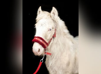 Gypsy Horse, Stallion, 1 year, Cremello