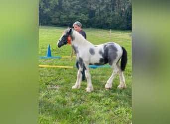 Gypsy Horse, Stallion, 1 year, Gray