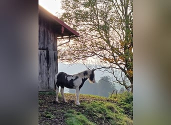 Gypsy Horse, Stallion, 1 year, Pinto