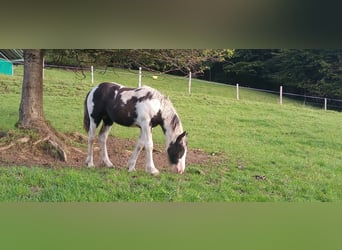 Gypsy Horse, Stallion, 1 year, Pinto