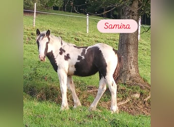 Gypsy Horse, Stallion, 1 year, Pinto