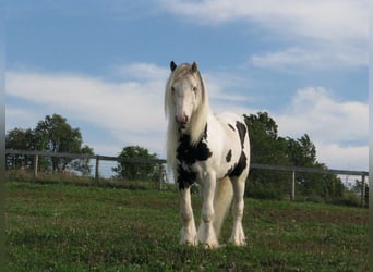 Gypsy Horse, Stallion, 20 years, 16 hh
