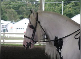 Gypsy Horse, Stallion, 20 years, 16 hh