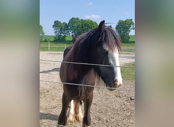 Gypsy Horse, Stallion, 2 years, 12,1 hh, Brown