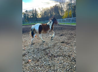 Gypsy Horse Mix, Stallion, 2 years, 12.2 hh, Pinto