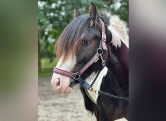 Gypsy Horse, Stallion, 2 years, 13.3 hh, Pinto