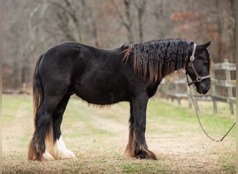 Gypsy Horse, Stallion, 2 years, 13 hh, Black