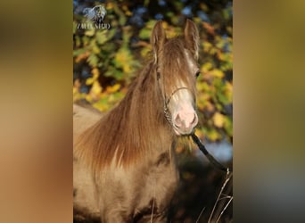 Gypsy Horse, Stallion, 2 years, 13 hh, Pearl