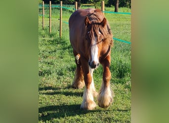Gypsy Horse, Stallion, 2 years, 13,2 hh, Chestnut-Red