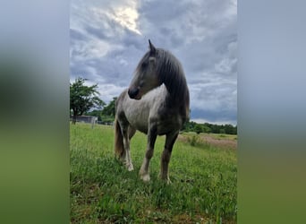Gypsy Horse, Stallion, 2 years, 13,2 hh, Pinto