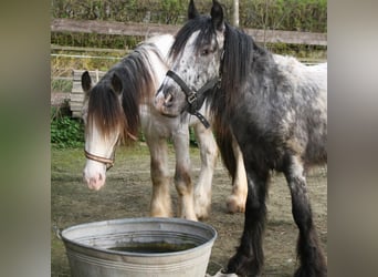 Gypsy Horse, Stallion, 2 years, 14.2 hh, Leopard-Piebald