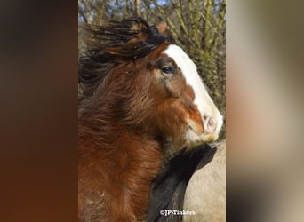 Gypsy Horse, Stallion, 2 years, 15,1 hh, Brown