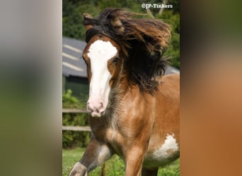 Gypsy Horse, Stallion, 2 years, 15,1 hh, Brown