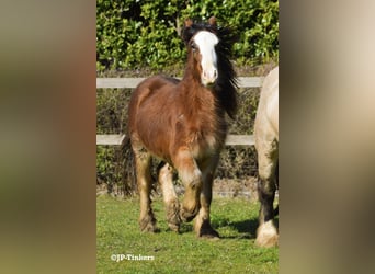 Gypsy Horse, Stallion, 2 years, 15,1 hh, Brown