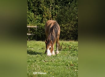 Gypsy Horse, Stallion, 2 years, 15,1 hh, Brown