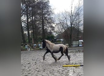 Gypsy Horse, Stallion, 2 years, 15,1 hh, Tobiano-all-colors