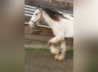 Gypsy Horse, Stallion, 2 years, 15 hh, Leopard-Piebald